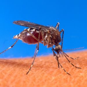 Aedes aegypti biting human.jpg