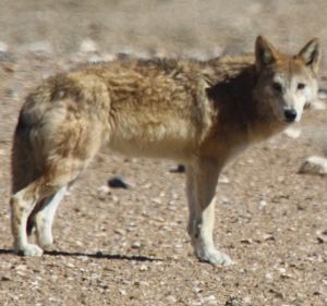 Tibetan Wolf By Stanzin (Stakpa) cropped.jpg