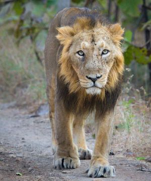 Adult Asiatic Lion.jpg