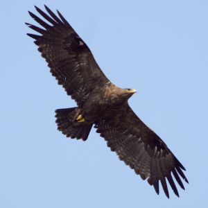 Aravalli BiodivPark Gurgaon DSC9208 steppe eagle.jpg