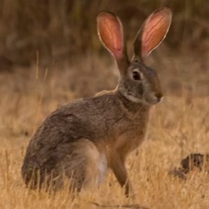 Indian Hare Rajkot.jpg