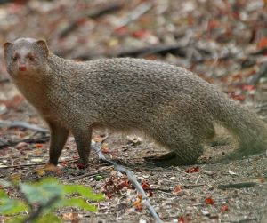 Herpestes edwardsii at Hyderaba.jpg