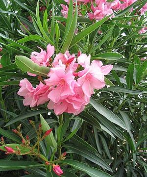 Karavira (oleander) - kwiat.jpg