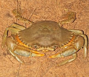 Scylla serrata Mud Crab.jpg