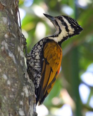 Common Flameback - female (Dinopium javanense).jpg