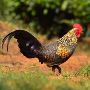 Grey jungle fowl (cropped).jpg