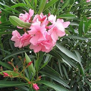 Karavira (oleander) - kwiat .jpg