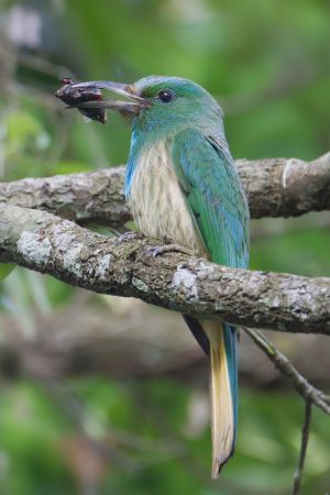 Nyctyornis athertoni - Khao Yai.jpg