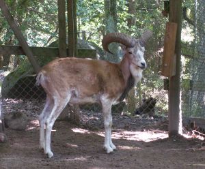 Ovis vignei bochariensis.jpg