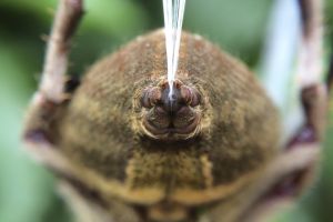 Australian garden orb weaver spider spinneret.jpg