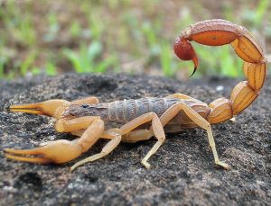Scorpion Photograph By Shantanu Kuveskar.jpg